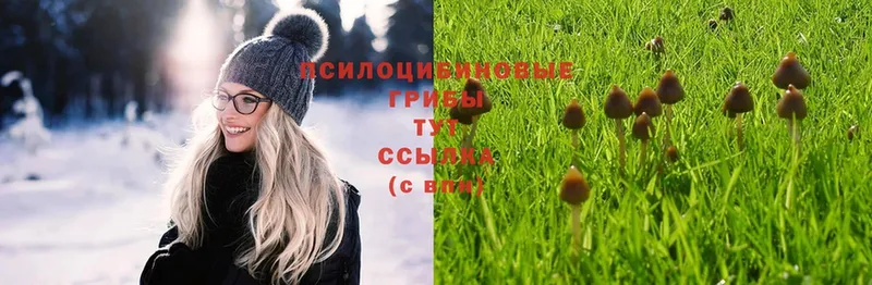 купить наркотики цена  Гаврилов Посад  Псилоцибиновые грибы Psilocybe 